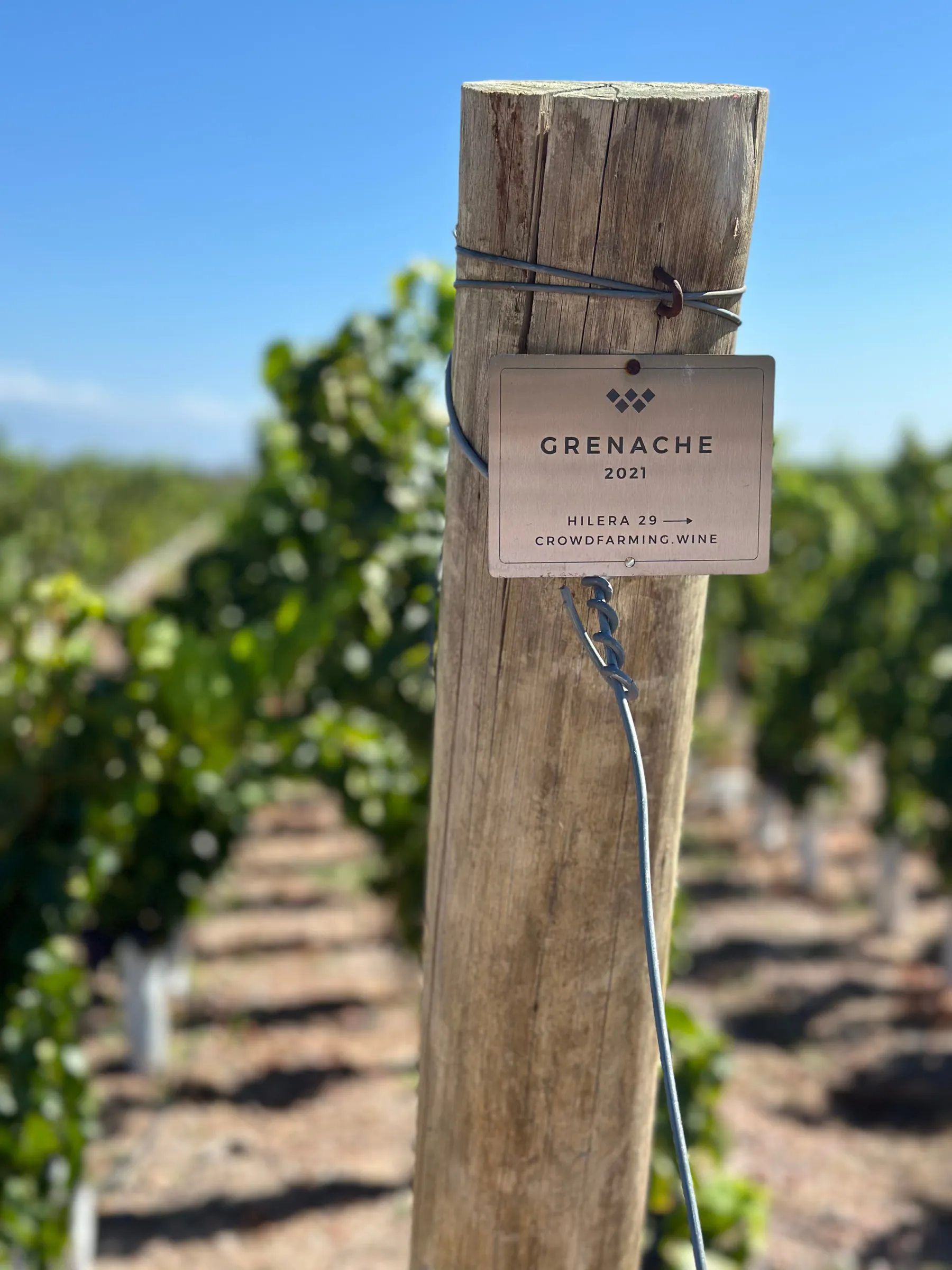 Viñedo de Grenache