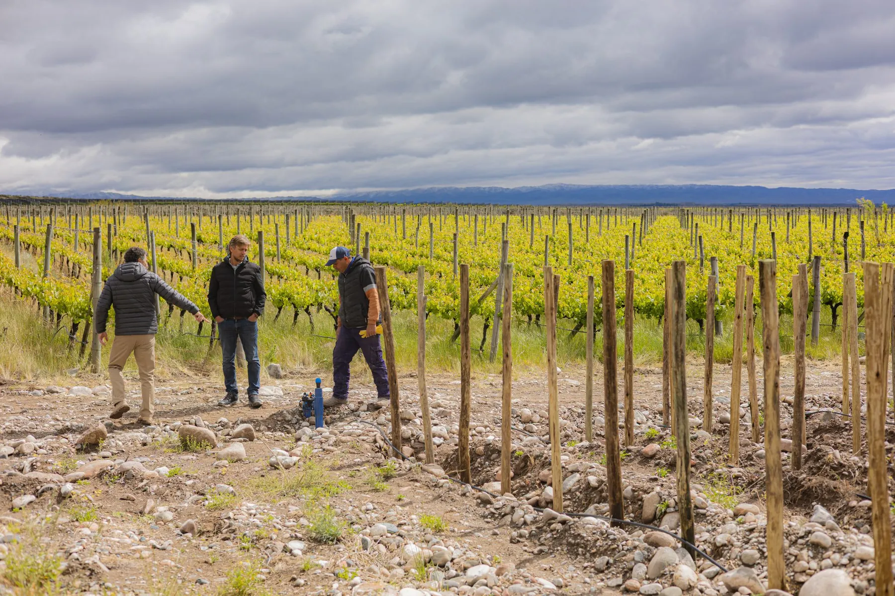 Viñedo en Mendoza